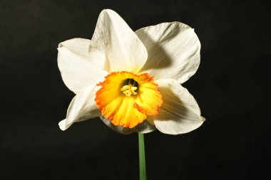 güzel beyaz ve sarı narsisli çiçek siyah arkaplanda