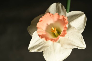 güzel beyaz ve pembe narsisli çiçek siyah arkaplanda