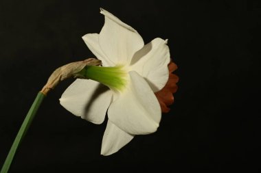 güzel beyaz ve pembe narsisli çiçek siyah arkaplanda