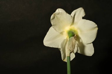 Siyah arka planda güzel beyaz narsisli çiçek