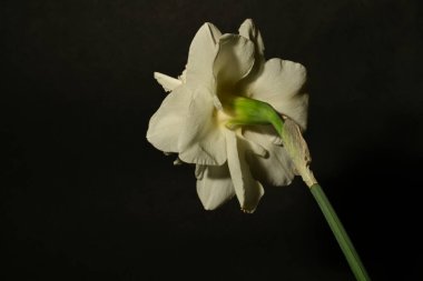 Siyah arka planda güzel beyaz narsisli çiçek