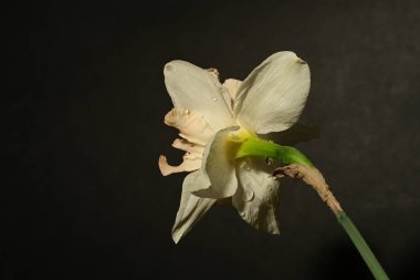 Siyah arka planda güzel beyaz narsisli çiçek