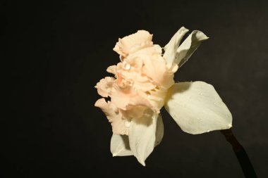 Siyah arka planda güzel beyaz narsisli çiçek