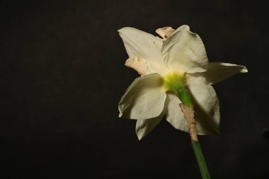 Siyah arka planda güzel beyaz narsisli çiçek