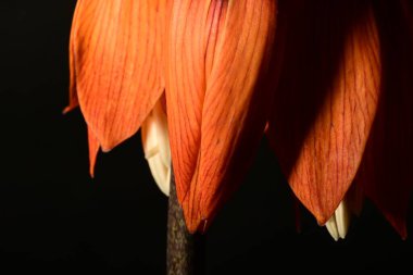 Koyu arka planda güzel fritillaria eduardii çiçekleri, yaz konsepti, yakın görüş