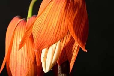 Koyu arka planda güzel fritillaria eduardii çiçekleri, yaz konsepti, yakın görüş