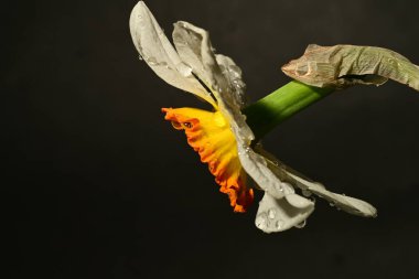 Güzel nergis çiçeği, yakın plan, koyu arkaplan