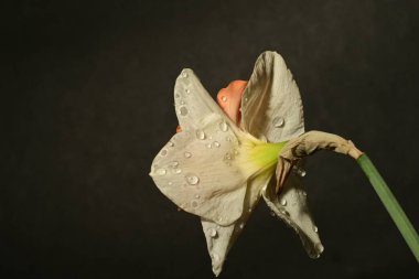 güzel beyaz ve pembe narsisli çiçek siyah arkaplanda