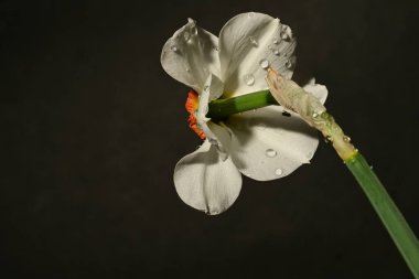 Güzel nergis çiçeği, yakın plan, koyu arkaplan