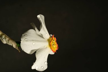 Güzel nergis çiçeği, yakın plan, koyu arkaplan