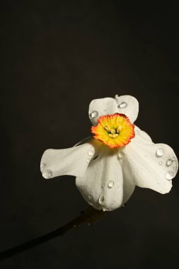 Güzel nergis çiçeği, yakın plan, koyu arkaplan