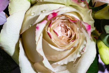 su damlaları ile beyaz gül