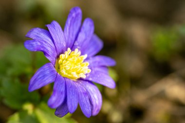 Bahçede yetişen mor şakayık çiçekleri