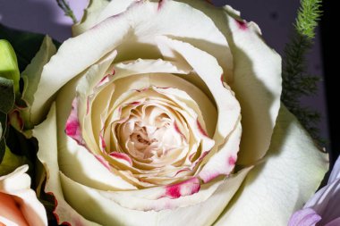 Koyu arkaplanda güzel güller, yaz konsepti, yakın manzara