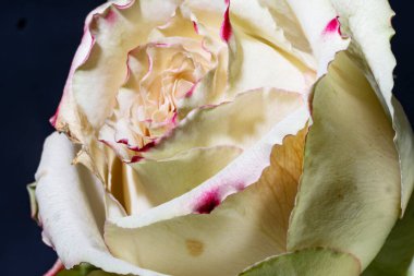 çiğ damlaları ile beyaz gül