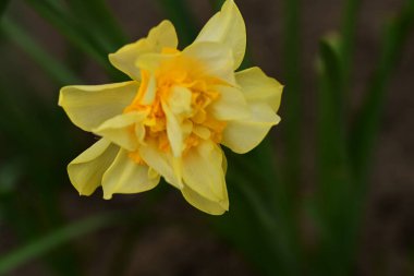 Güzel bahar nergis çiçeği, yakın çekim.