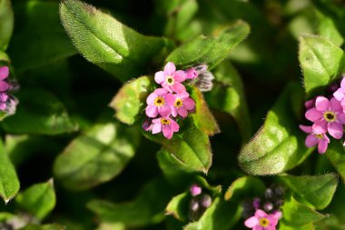 Bahçedeki pembe çiçekler, flora