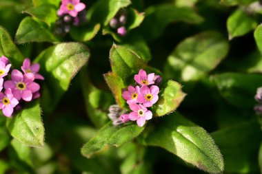 Güzel çiçekler, çiçek konsepti