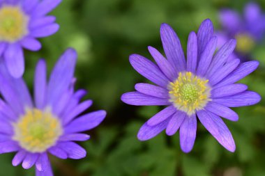 Bahçede yetişen mor şakayık çiçekleri