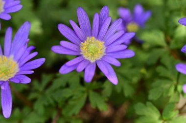 Bahçede yetişen mor şakayık çiçekleri