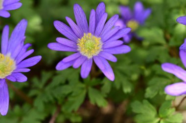 Bahçede yetişen mor şakayık çiçekleri