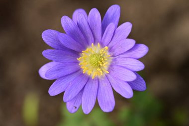 Bahçede yetişen mor şakayık çiçekleri