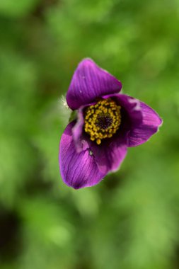 Bahçede büyüyen güzel bahar pulsatilla çiçeği 