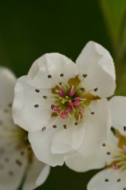 Bahçedeki ağaçta güzel kiraz çiçekleri