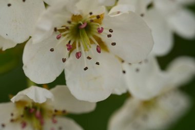 Bahçedeki ağaçta güzel kiraz çiçekleri