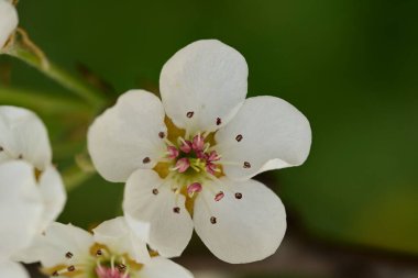 Bahçedeki ağaçta güzel kiraz çiçekleri