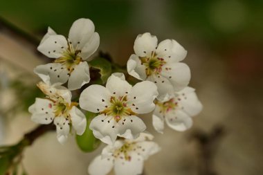 Bahçedeki ağaçta güzel kiraz çiçekleri