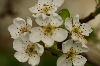Bahçedeki ağaçta güzel kiraz çiçekleri