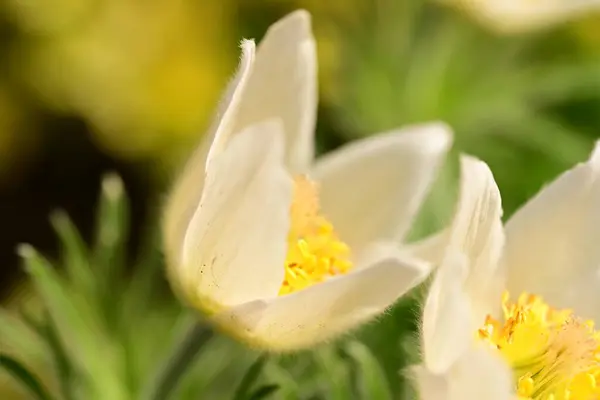 stock image beautiful spring   pulsatilla  flowers growing in the garden 