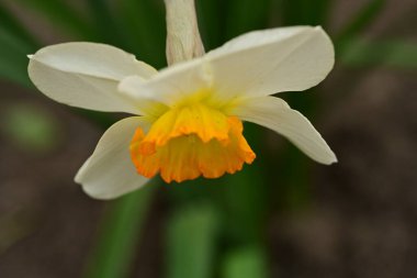 Bahçede büyüyen nergis.