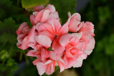 Güzel botanik fotoğrafı, doğal duvar kağıdı.