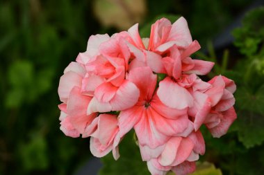 Bahçedeki güzel çiçeğin yakın görüntüsü