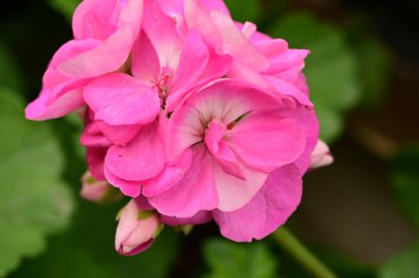 Güzel çiçekler, çiçek konsepti