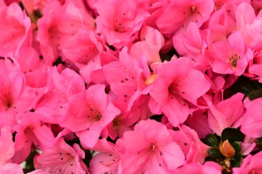 Bahar mevsiminde bahçede pembe çiçekler, yakın plan -