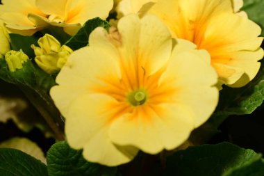 Sarı primula çiçekleri, yakın görüş, yaz konsepti