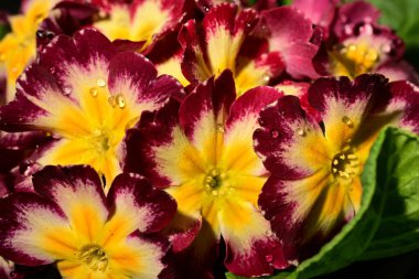 Parlak primula çiçekleri, yakın görüş, yaz konsepti