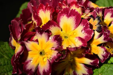 Parlak primula çiçekleri, yakın görüş, yaz konsepti