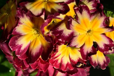 Parlak primula çiçekleri, yakın görüş, yaz konsepti