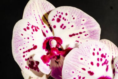 Siyah arkaplandaki güzel çiçeğe yaklaş