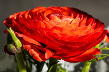 Koyu arkaplanda kırmızı ranunculus