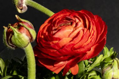 Güzel çiçeklerin güzel manzarasını kapat.