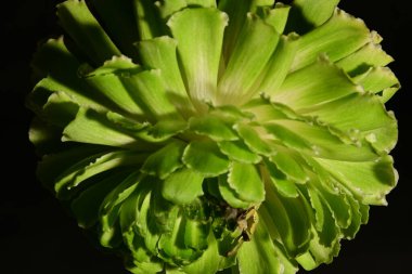 Rosa Viridiflora çiçeğinin koyu arkaplanını kapat