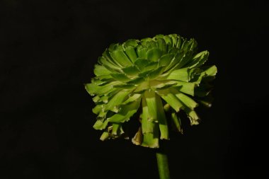 close up of Rosa Viridiflora flower on dark background clipart