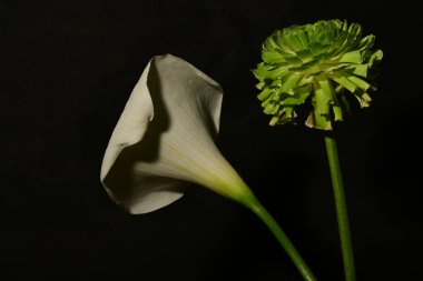 Beyaz bir çiçeğe yaklaş