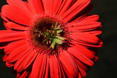 Güzel, parlak Gerbera çiçeği, yakın çekim, stüdyo çekimi. 
