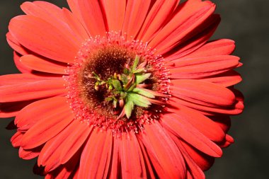 Güzel, parlak Gerbera çiçeği, yakın çekim, stüdyo çekimi. 